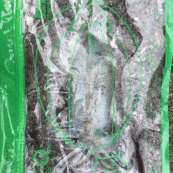 アオリと青色のん