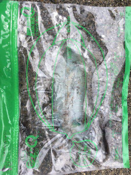 アオリと青色のん