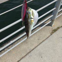 サゴシ高活性！