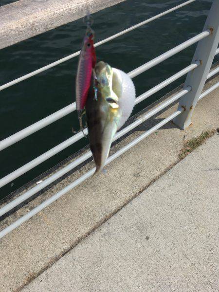 サゴシ高活性！