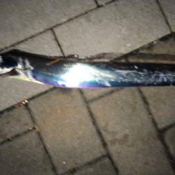 人生初タチウオ