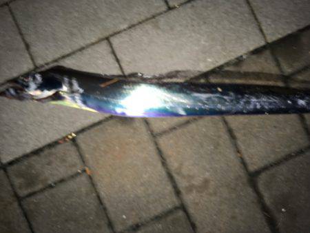 人生初タチウオ