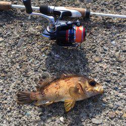 秋のルアー五目