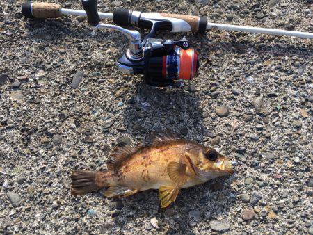 秋のルアー五目