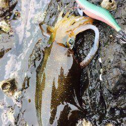 当たり日でした。