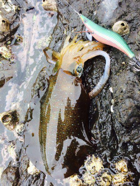 当たり日でした。