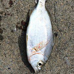 ゴンズイが沢山