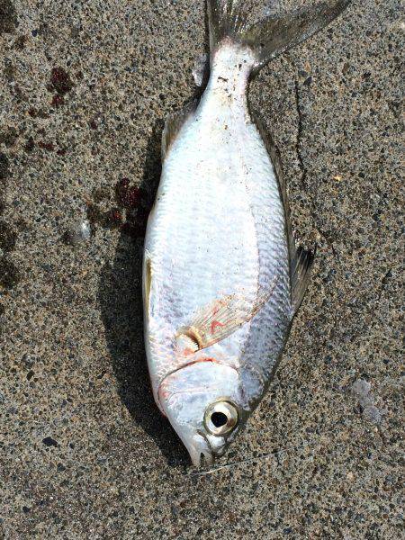 ゴンズイが沢山