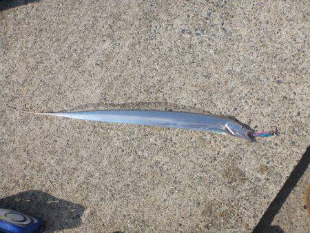 ポーアイ沖堤青物狙い