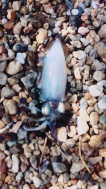 イカ、アジ、カマス、キス