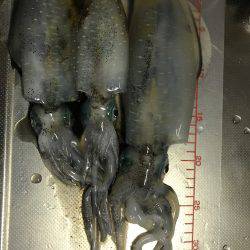 久しぶりにエギング