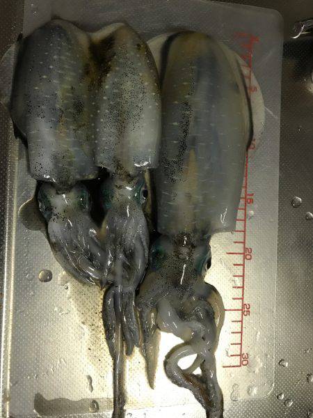 久しぶりにエギング