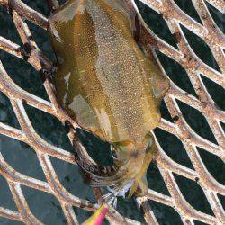 恒例のハマチからの〜アオリイカ❗️