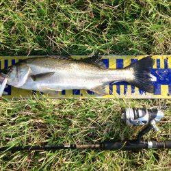 アジングは連日好調