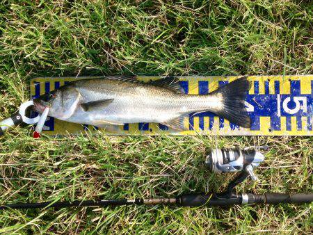 アジングは連日好調