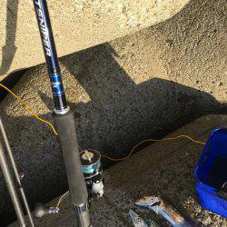 ミノーでタチサゴの嵐…のちラインブレイク