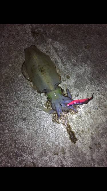 サイズは伸びず。