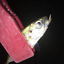 またまたアジング