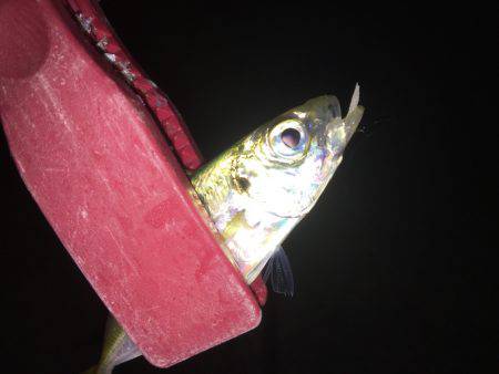 またまたアジング