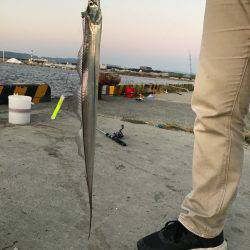 ちょい釣れました