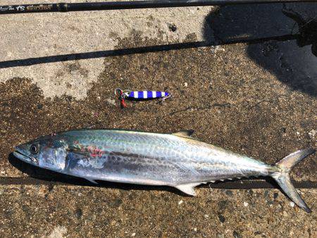 爆釣予感も仕事で納竿。。。