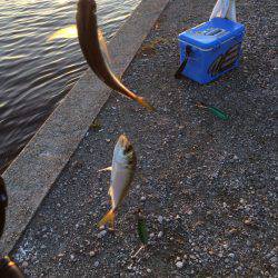 単発、太刀魚の群れは何処に?