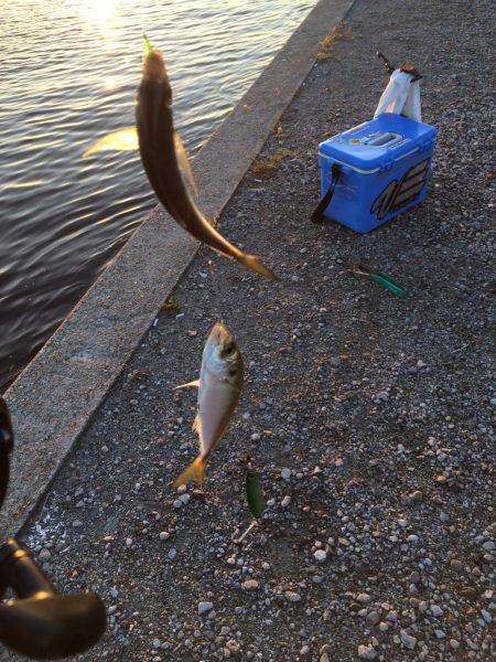 単発、太刀魚の群れは何処に?