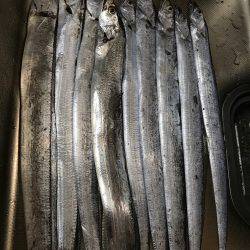 夕まずめに連発