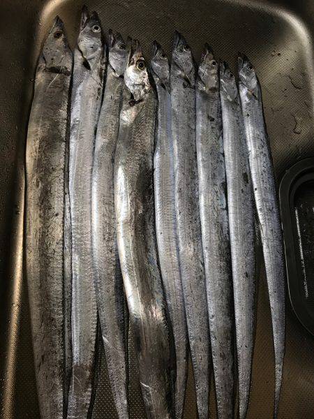 夕まずめに連発