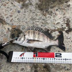 文里の紀州釣り