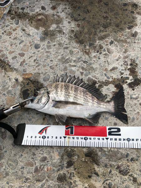 文里の紀州釣り