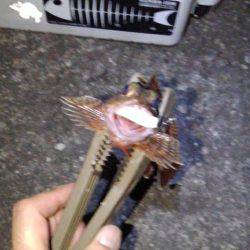 ガシリンクにはまってます!!