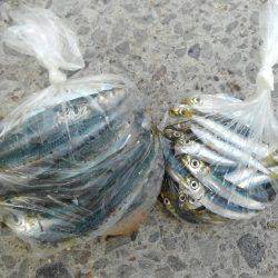 ファミリーフィッシングでGET！！