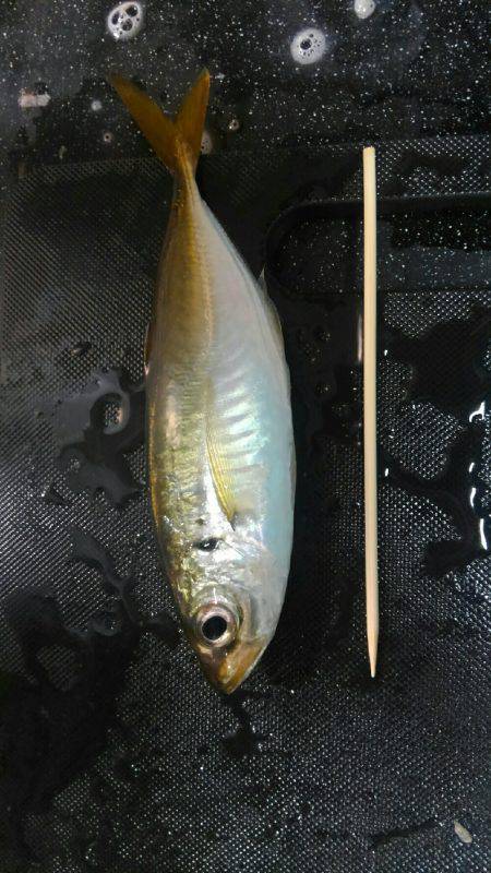 コスモスクエアサビキ釣果