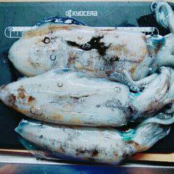 こけて死にかけエギング