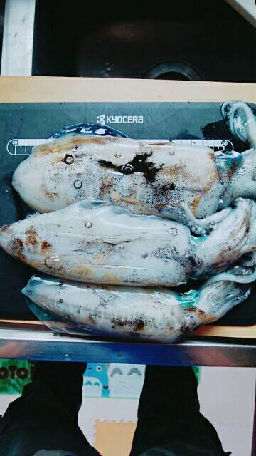 こけて死にかけエギング