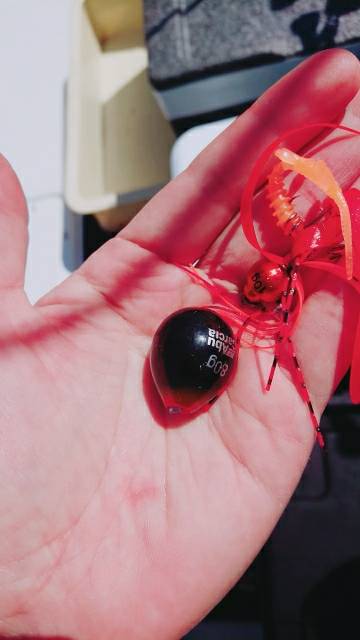 タイラバ巻き巻き