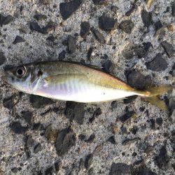 ころころころっけ♪