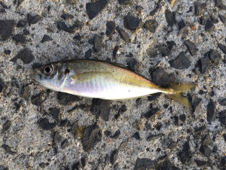 ころころころっけ♪