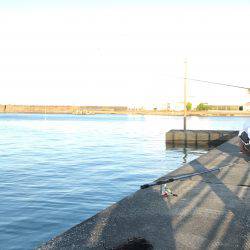 青島港に夕方からの釣行！