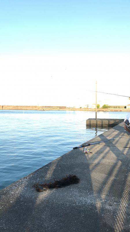 青島港に夕方からの釣行！