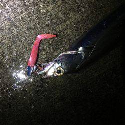 渋い時こそルミノーバ、間違いないです！！