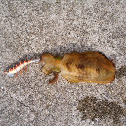 新子も成長しています