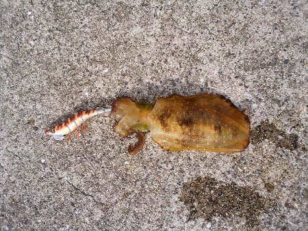 新子も成長しています