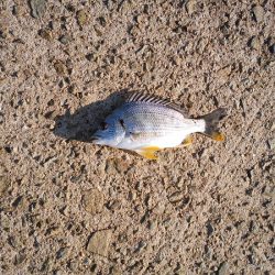 チョイ投げでキス五目