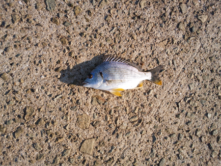 チョイ投げでキス五目