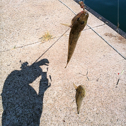 チョイ投げのキス狙い