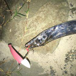 本日は海太刀魚ならぬ川太刀魚！？