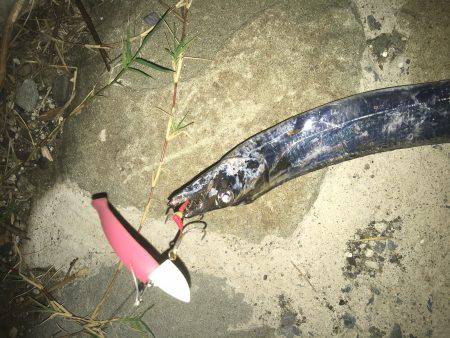 本日は海太刀魚ならぬ川太刀魚！？