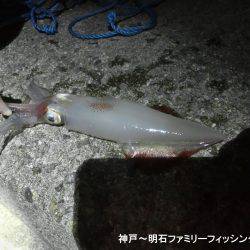 剣先イカとアオリイカ